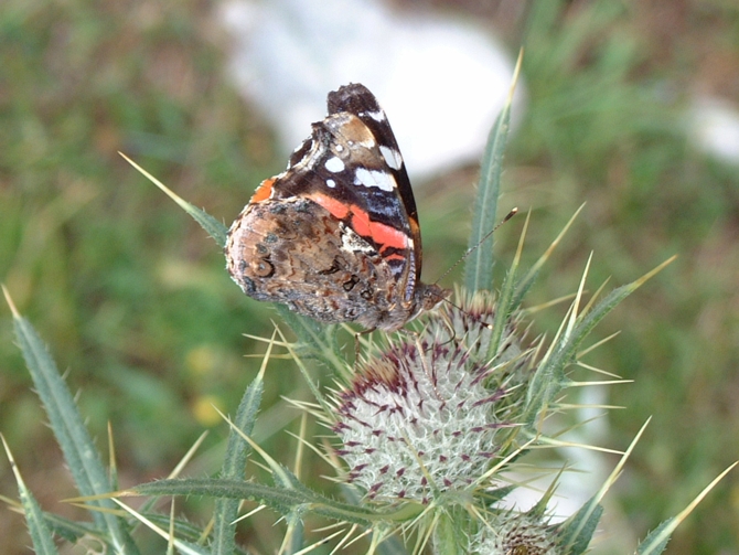 Vanessa atalanta